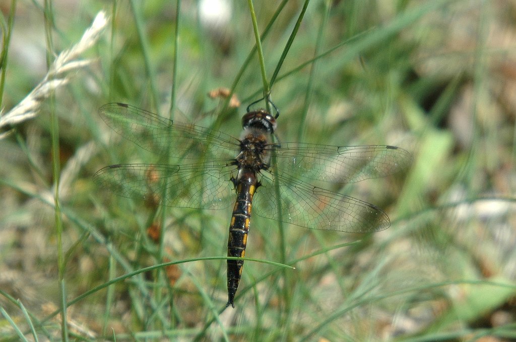 011 Common Baskettail, 2004-05310781Quabbin Park, MA.jpg - Beaverpond Baskettail Dragonfly (Epitheca canis). Quabbin Reservoir and Park, MA, 5-31-2004